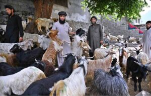Captivating scenes at the Cattle Market as vendors showcase their prized sacrificial animals, beckoning customers for the upcoming Eid ul Azha festivities at temporary cattle Market on outskirts area of the city