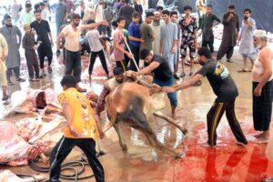 Butchers busy in slaughtering sacrificial animals at Madrasah Mazahir-ul-Aloom on the 1st day of Eidul Azha