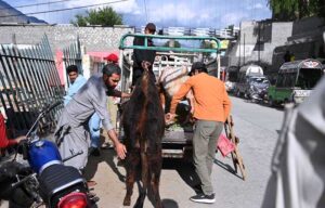 Captivating scenes at the Cattle Market as vendors showcase their prized sacrificial animals, beckoning customers for the upcoming Eid ul Azha festivities at temporary cattle Market on outskirts area of the city