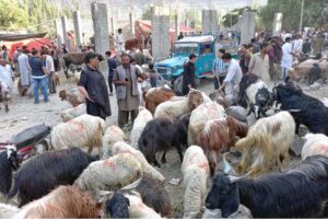 Vendors displaying sacrificial animals to attract the customers at animal market in connection with Eidul Azha