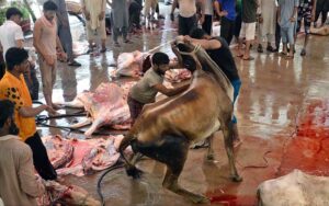 Butchers busy in slaughtering sacrificial animals at Madrasah Mazahir-ul-Aloom on the 1st day of Eidul Azha
