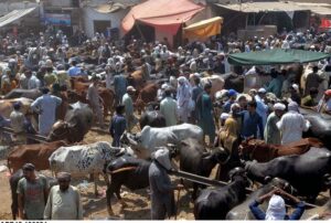 A large number of people purchasing sacrificial animals at Kala Mandi for upcoming Eidul Azha.