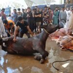 Butchers busy in slaughtering sacrificial animals at Madrasah Mazahir-ul-Aloom on the 1st day of Eidul Azha