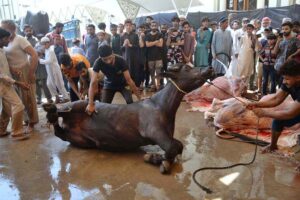 Butchers busy in slaughtering sacrificial animals at Madrasah Mazahir-ul-Aloom on the 1st day of Eidul Azha