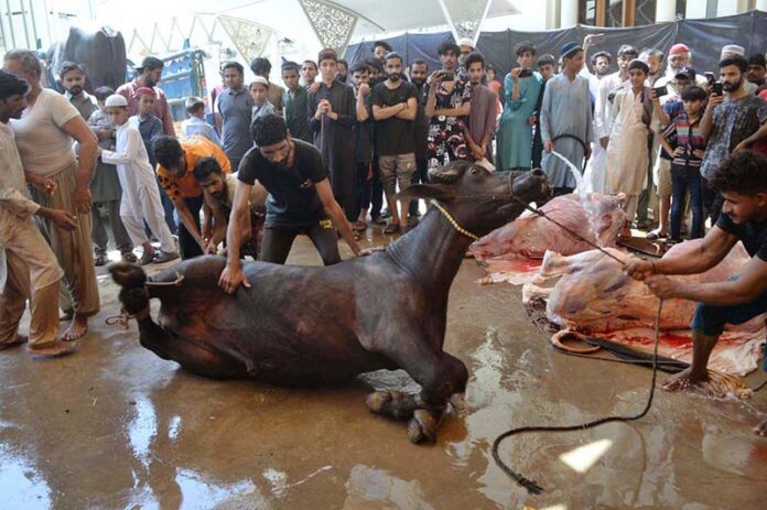 Butchers busy in slaughtering sacrificial animals at Madrasah Mazahir-ul-Aloom on the 1st day of Eidul Azha