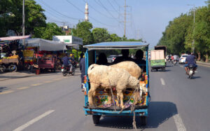 A motorcycle rickshaw on the way loaded with sheep’s after purchasing from cattle market in connection with upcoming Eid ul Azha.