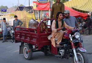Customer carrying goats in a pickup van after purchasing it from the bustling livestock market near Zia Masjid.