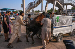 Customer carrying goats in a pickup van after purchasing it from the bustling livestock market near Zia Masjid.