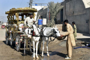 A person gives water to the horse of Royal Carriage used as a royal ride in weddings, in hot day in the city.