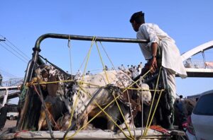 Customer carrying goats in a pickup van after purchasing it from the bustling livestock market near Zia Masjid.