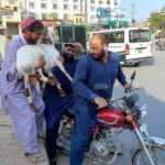 A vendor helps the customer to load a goat on a motorbike bought for sacrifice at Zia Masjid area ahead of Eid ul Azha