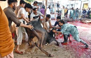 Butchers busy in slaughtering sacrificial animals at Jamia Masjid Zia ul Aloom Satellite Town on the first day of Eidul Azha