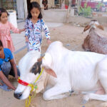 Kids trying to touch a bull to show their love for the sacrificial animal in connection with upcoming Eidul-Azha