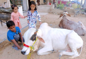 Kids trying to touch a bull to show their love for the sacrificial animal in connection with upcoming Eidul-Azha
