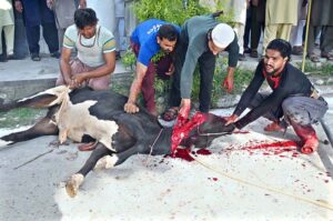 Butchers busy in slaughtering sacrificial animals at Jamia Masjid Zia ul Aloom Satellite Town on the first day of Eidul Azha