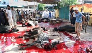 Butchers busy in slaughtering sacrificial animals at Jamia Masjid Zia ul Aloom Satellite Town on the first day of Eidul Azha