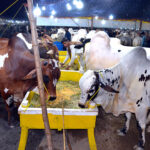 The sacrificial animals are being feeding at a cattle market ahead of Eid-ul-Azha