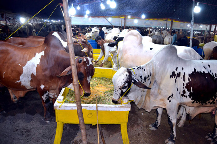 The sacrificial animals are being feeding at a cattle market ahead of Eid-ul-Azha