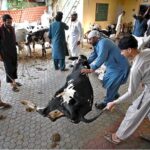 Butchers busy in slaughtering sacrificial animal at Eidgah Sharif on the 1st day of Eidul Azha
