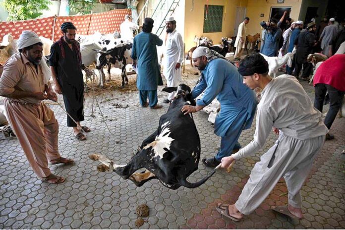 Butchers busy in slaughtering sacrificial animal at Eidgah Sharif on the 1st day of Eidul Azha