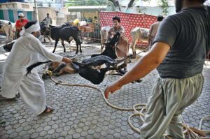 Butchers busy in slaughtering sacrificial animal at Eidgah Sharif on the 1st day of Eidul Azha