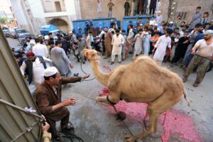 People gathered around the sacrificial camel being slaughtered by butcher on the first day of Eid ul Adha at Tehsil area