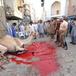 People gathered around the sacrificial camel being slaughtered by butcher on the first day of Eid ul Adha at Tehsil area