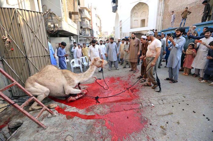 People gathered around the sacrificial camel being slaughtered by butcher on the first day of Eid ul Adha at Tehsil area