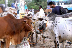 A vendor displaying sacrificial animal to attract the customer at roadside in connection with upcoming Eidul Azha.