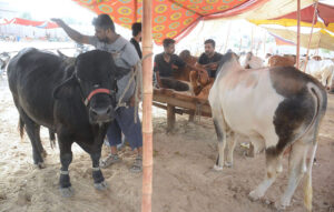 Sacrificial animals at Korangi Cattle Market established for the upcoming Eid-ul-Azha.