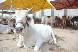 Sacrificial animals at Korangi Cattle Market established for the upcoming Eid-ul-Azha.