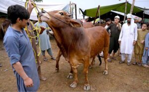 Vendor displaying sacrificial animals to attract the customers at Ring Road Cattle Market.