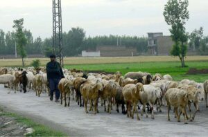 Vendor guarding flock of sheep while on the way to the cattle market for sell.