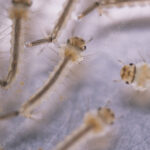 DC, mayor and DHO chair session on dengue larva removal and awareness