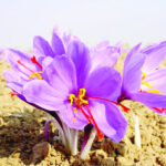 Saffron cultivation