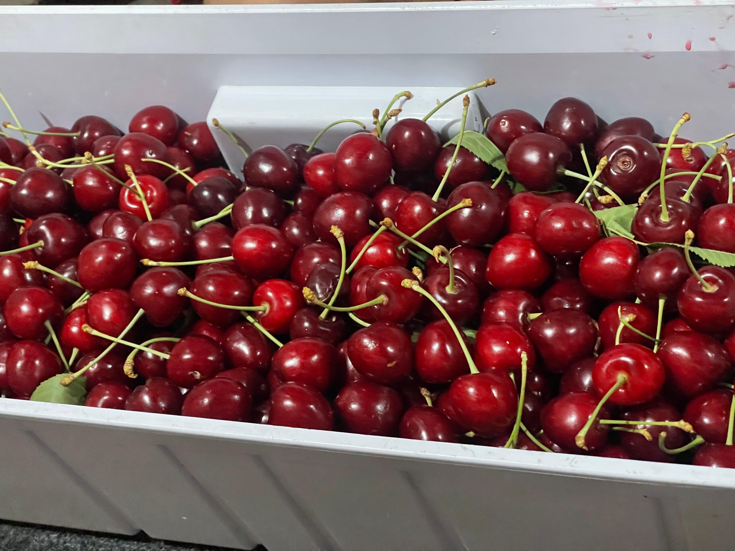 Cherry on the top: Gilgit Baltistan’s fruit industry shines