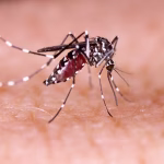 5 dengue cases reported amid  strengthened control measures in district