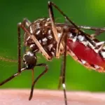 dengue
