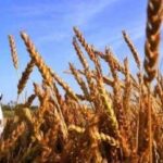 wheat procurement
