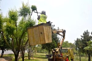 CDA staffer trimming trees on roadside greenbelt to enhance the beauty of the Federal Capital.