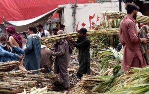 A labourer on the way carrying crates of mangoes on his back at Islamabad Fruit and Vegetables market