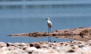 A beautiful scene unfolds at Rawal Dam in the Federal capital as a beautiful migrated Egrets patiently wait for their companions.