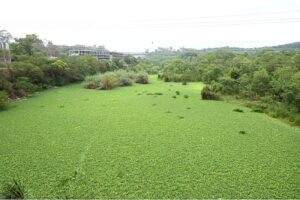 A mesmerizing and eye-catching view of Rawal Dam where the surface of the water is covered by floating green weeds, creating a lush, vibrant scene.