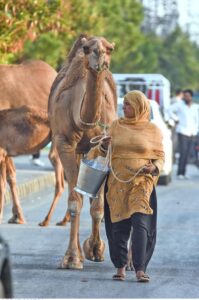 A nomad woman along with camel on the way on Murree Road at Shamsabad for selling camel milk