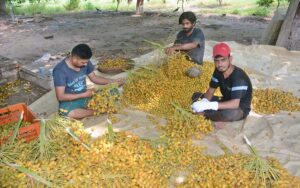 Labourers busy in plucking dates at University of Agriculture Faisalabad Farm.
