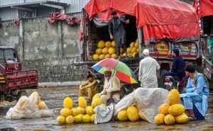 A vendor arranges and displays fresh peaches on his bicycle to attract customers at the Islamabad Fruit and Vegetable market.
