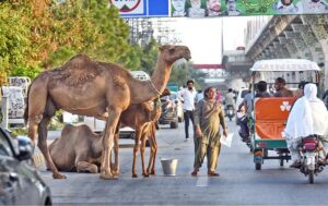 A nomad woman along with camel on the way on Murree Road at Shamsabad for selling camel milk