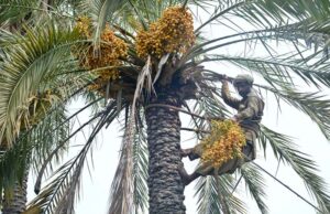 Labourers busy in plucking dates at University of Agriculture Faisalabad Farm.