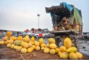 A vendor arranges and displays fresh peaches on his bicycle to attract customers at the Islamabad Fruit and Vegetable market.