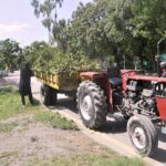 A man picks up fallen trees from last night's rain, loading them into a tractor trolley